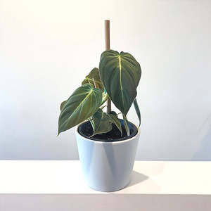 Philodendron Melanochrysum Black Gold 14cm