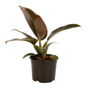 Philodendron 'Imperial Red' 14cm