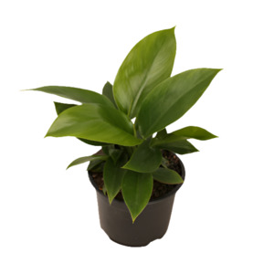 Philodendron 'Imperial Green'