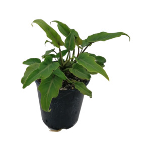 Philodendron 1: Philodendron 'Xanadu'
