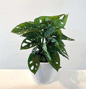 Monstera: Monstera 'Monkey Mask' 14cm