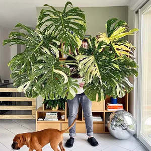 Monstera: Monstera Thai Constellation 12cm