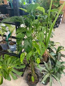 Monstera adansonii 'Laniata'