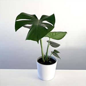 Monstera: Monstera deliciosa 14cm