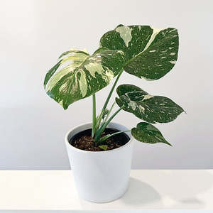 Monstera 'Thai Constellation' 12cm