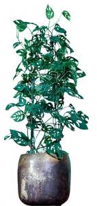 Monstera: Swiss Cheese Vine (Large)