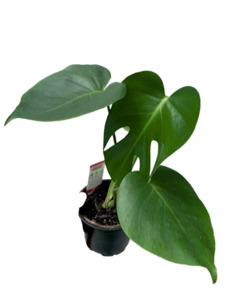 Monstera deliciosa 12cm