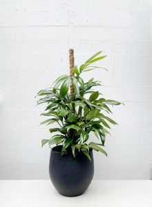 Other Indoor Collectables: Rhaphidophora Decursiva