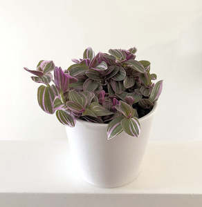 Other Indoor Collectables: Tradescantia 'Sweetness' 12cm