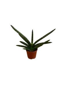 Other Indoor Collectables: Snake Plant 'Cylindrical Fan'