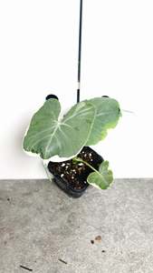 Other Indoor Collectables: Xanthosoma Mickey Mouse