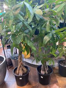 Other Indoor Collectables: Large Braided Pachira 'Money Tree'