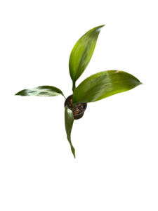 Aspidistra | Cast Iron Plant