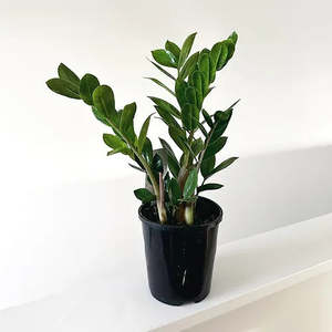 ZZ Plant Green Zamioculcas (Zanzibar Gem)