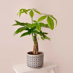 Other Indoor Collectables: Pachira 'Money Tree'