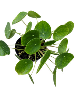 Chinese Money Plant