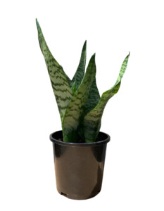 Other Indoor Collectables: Snake Plant 'Robusta'