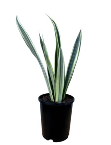 Other Indoor Collectables: Snake Plant 'Bantel's Sensation'