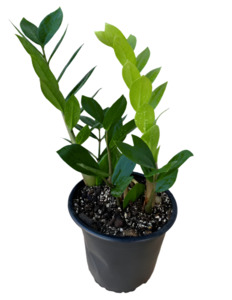 Other Indoor Collectables: ZZ Plant (Zanzibar Gem)