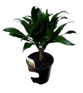 Dracaena compacta 'Janet Craig'