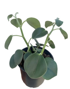 Other Indoor Collectables: Peperomia incana