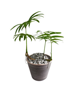 Other Indoor Collectables: Dragon Tail Plant