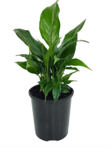 Peace Lily
