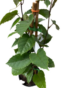 Other Indoor Collectables: Kangaroo Vine