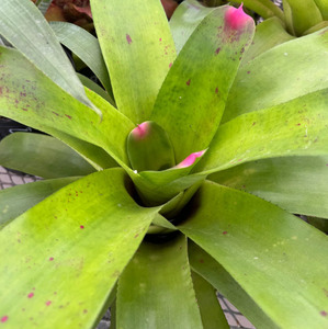 Bromeliads: Bromeliad Neoregelia Johannis