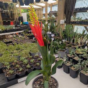 Bromeliads: Bromeliad Aechmea Nudicaulis | Red Brazil