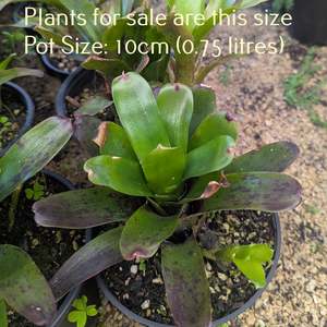 Neoregelia Bromeliad - Fireball x Spines