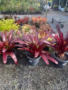 Bromeliads: Bromeliad, Alcantarea vinicolor