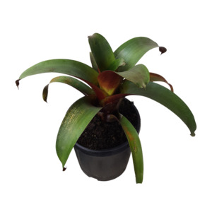 Bromeliad, Alcantarea imperialis