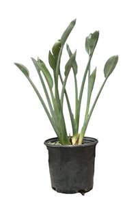 Strelitzia: Spoon Leaf Bird of Paradise