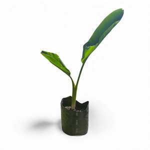 Strelitzia: STRELITZIA NICOLAI | Giant Bird of Paradise