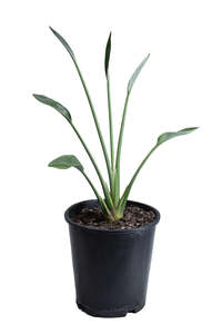 Narrow Leafed Bird of Paradise 3.3ltr