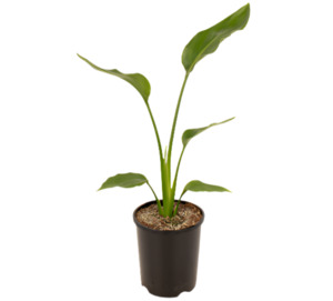 Strelitzia: Bird of Paradise
