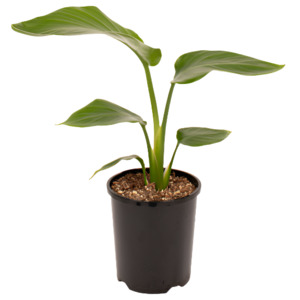 Strelitzia: Giant White Bird of Paradise