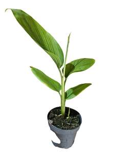 Galangal, White (Thai Ginger)