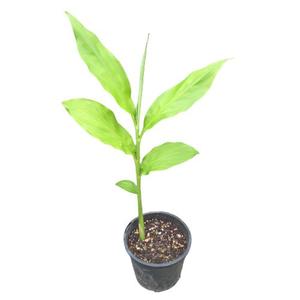 Ginger: Chinese Ginger