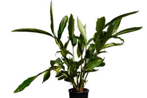 Alpinia zerumbet 'Variegata' 5ltr