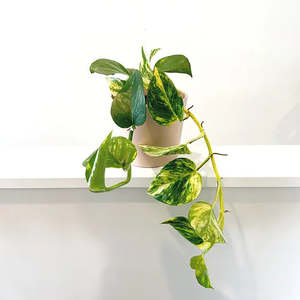 Variegated: Epipremnum 'Golden' Pothos 12cm