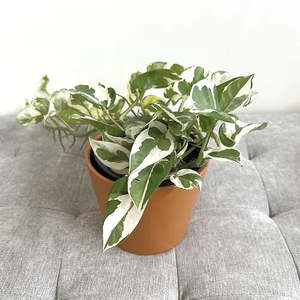 Epipremnum N’joy Pothos 12cm