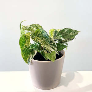 Variegated: Epipremnum 'Marble Queen' Pothos 14cm