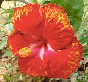 Outdoor Collectables: Hibiscus 'Flame'