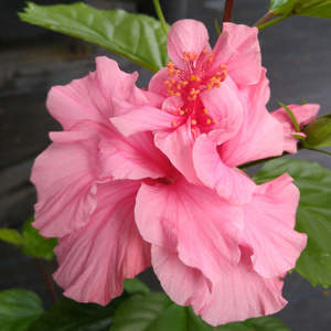 Hibiscus 'Suva Queen'