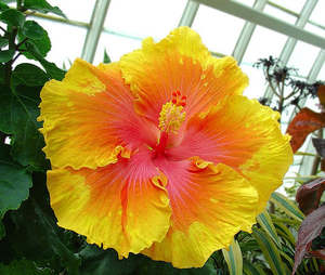 Outdoor Collectables: Hibiscus 'The Path'