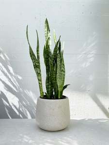 Outdoor Collectables: Sansevieria / Snake Plant