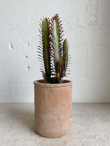 Outdoor Collectables: Euphorbia trigona purpurea