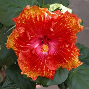 Hibiscus 'Sun Showers'